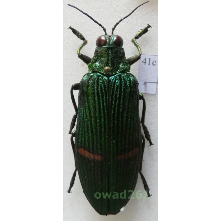 Catoxantha opulenta borneensis Kurosawa, 1993 Indonesia. Kalimantan 47mm41c